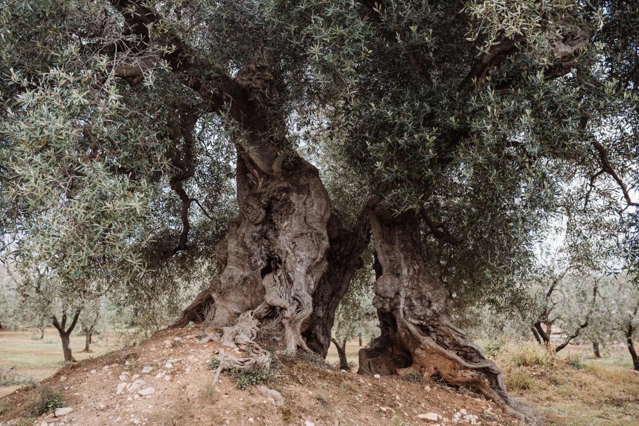 Masseria Casamassima Agriturismo 오스투니 외부 사진