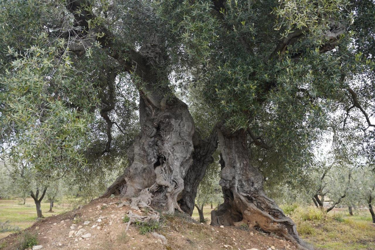 Masseria Casamassima Agriturismo 오스투니 외부 사진