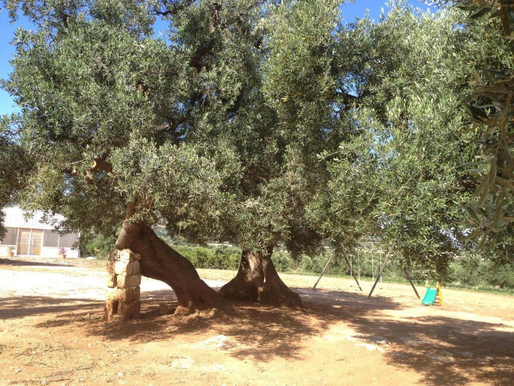 Masseria Casamassima Agriturismo 오스투니 외부 사진